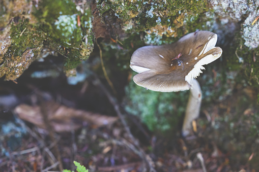 Image of a mushroom growing under a tree