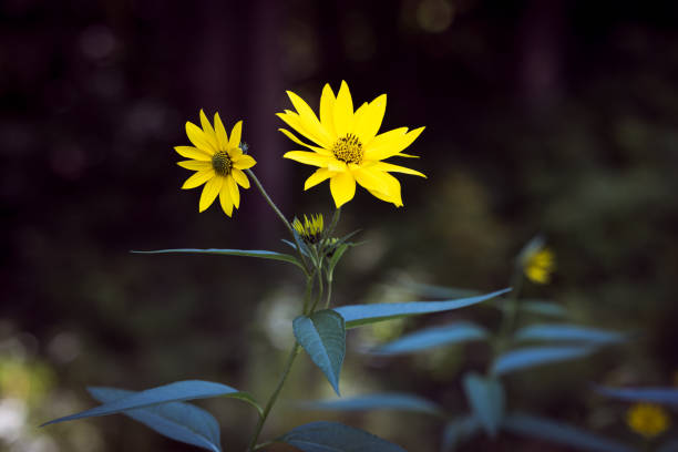 Image of flowers growing the backyard garden