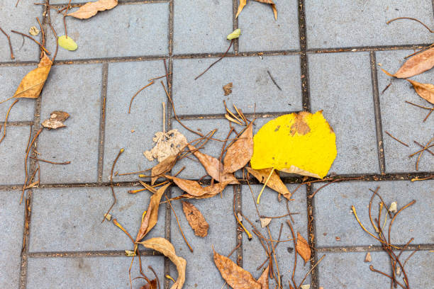 istock Colorful autumn leaves on a tiles 1352241356