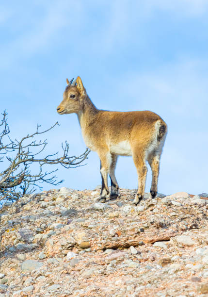 istock Capra pyrenaica hispanica - Montserrat 1352242243