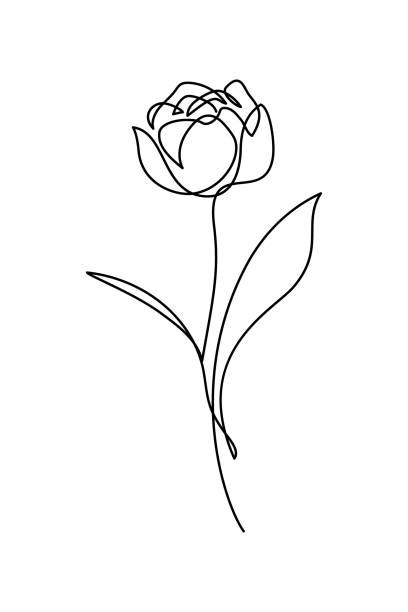 더블 플라워 튤립 - double tulip stock illustrations