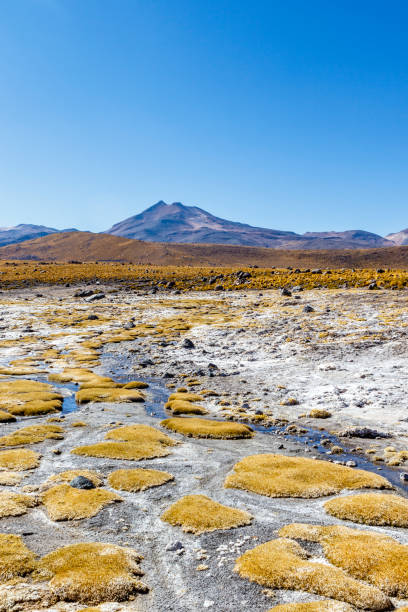 paysage du champ géothermique el tatio avec geyers dans les andes, atacama, chili - geyser nature south america scenics photos et images de collection