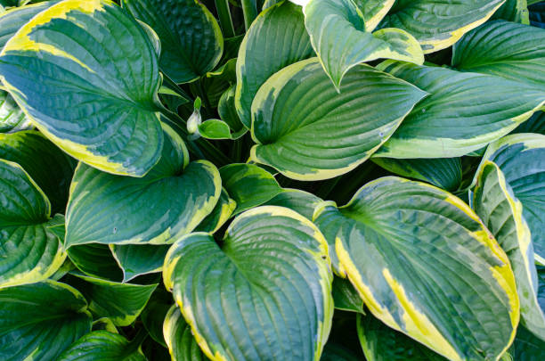istock Leaves and flowers garden hosta plants. Studio Photo 1352244476