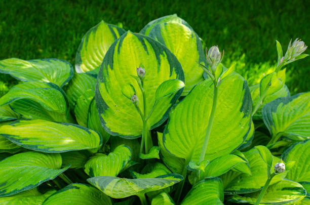 istock Leaves and flowers garden hosta plants. Studio Photo 1352244477