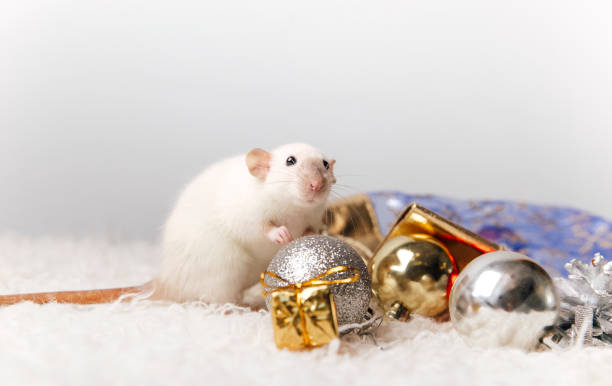 istock mouse in the new year's interior. new year card concept 1352244541