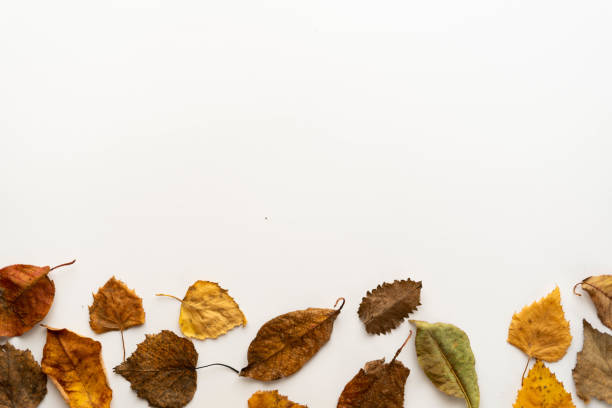 istock Flat lay composition of autumn leaves on a white background. layout. place under the text 1352245149