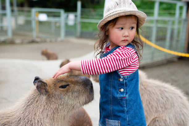 istock Little girl touching capybara 1352245296