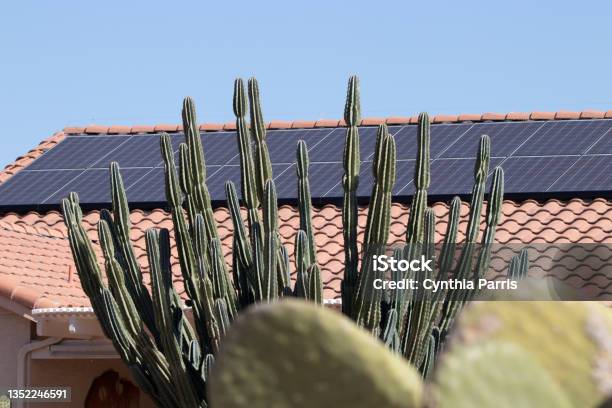 Solar Panels On House Tile Roof Behind Arizona Cactus Stock Photo - Download Image Now