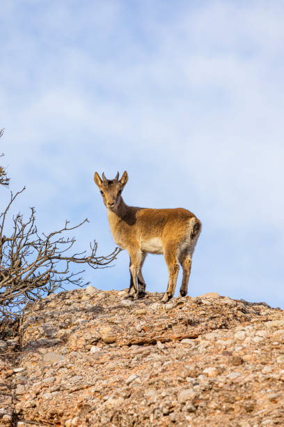 istock Capra pyrenaica hispanica - Montserrat 1352247331