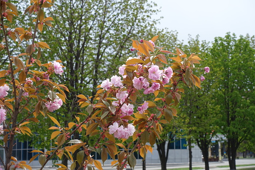 Blooming branches of double pink sakura tree in April