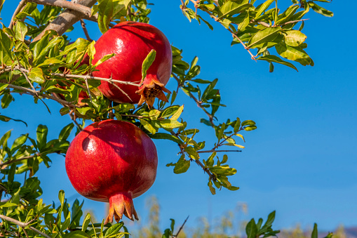 Farming and harvesting concept: Raw red pomegranate fruits hanging on tree branches with green leafs on a sunny day. Sun shine reflecting on object. Healthy and fresh food background with copy space.