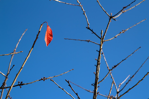 Branches of a tree against a blue sky. The last leaf is red on the autumn tree.