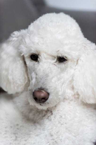 istock Standard Poodle puppy 1352251431
