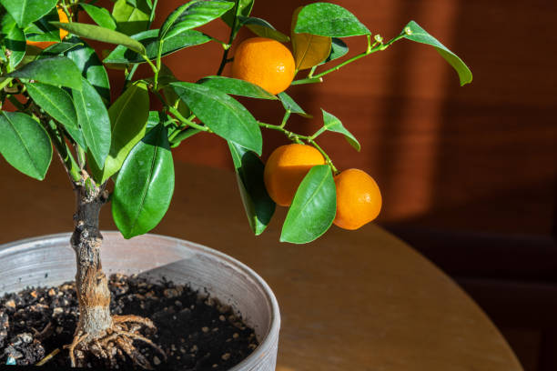 Houseplant Tangerine tree with small orange fruits in a pot on rustic background. Bonsai