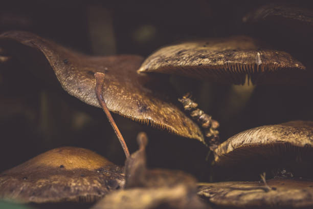 mushrooms in nature