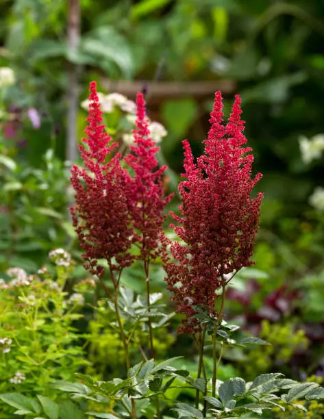 Blooming red flower astilba plant in summer cottage garden.