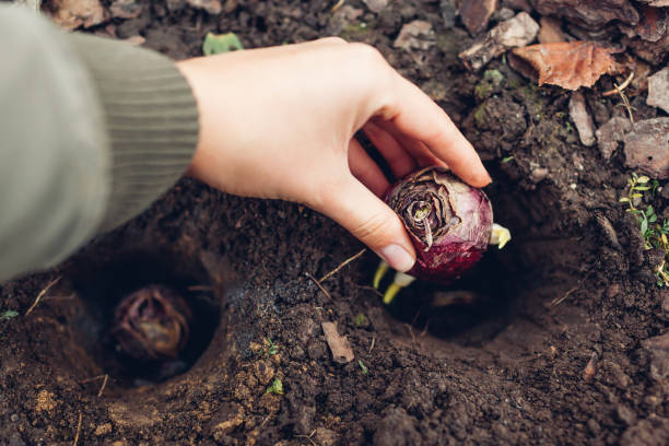 Hyacinth bulbs fall planting. Gardener puts purple bulb with fresh side shoots in soil. Autumn gardening work stock photo