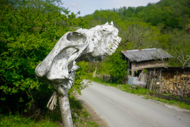 White animal skull on the fence