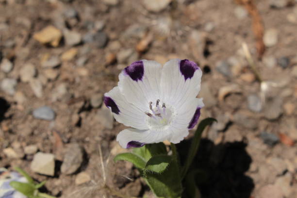 сине-белый цветок "пять пятеро" - nemophila maculata - 11334 стоковые фото и изображения