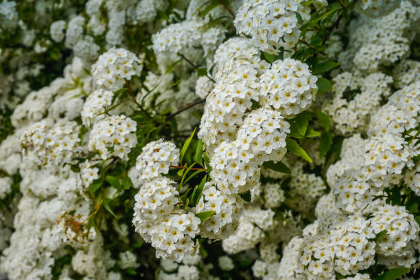 istock Beautiful flowers bloom in spring 1352254580