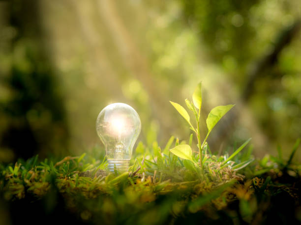 ein baum, der neben einer glühbirne wächst, während er einen sonnenstrahl empfängt - klimaschutz stock-fotos und bilder