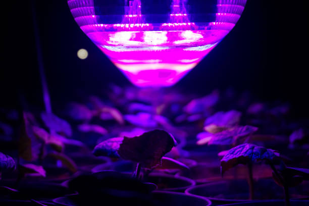 istock Pepper seedlings under ultraviolet lamp at night 1352255714