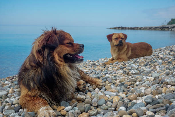istock Two ginger dogs are resting on the beach by the sea 1352255980