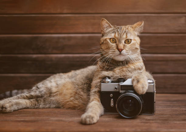 istock Cat in the image of a professional photographer. 1352256252