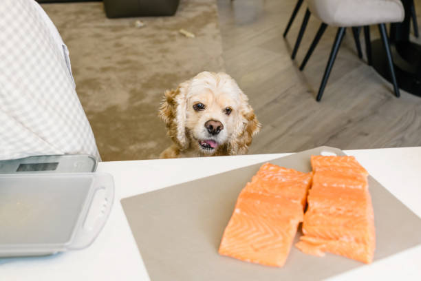 Dog stares at delicious salmon fillet on table