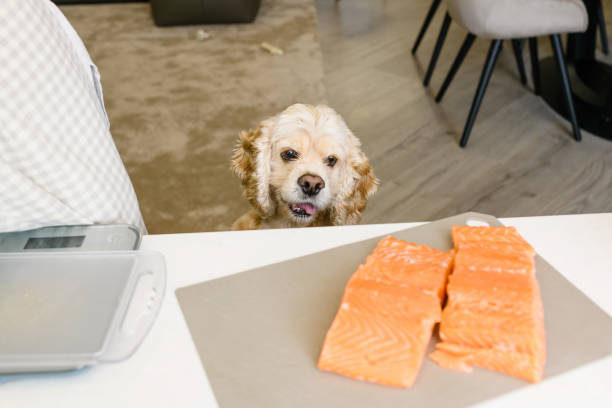 cão olha para delicioso filé de salmão na mesa - eye fillet - fotografias e filmes do acervo
