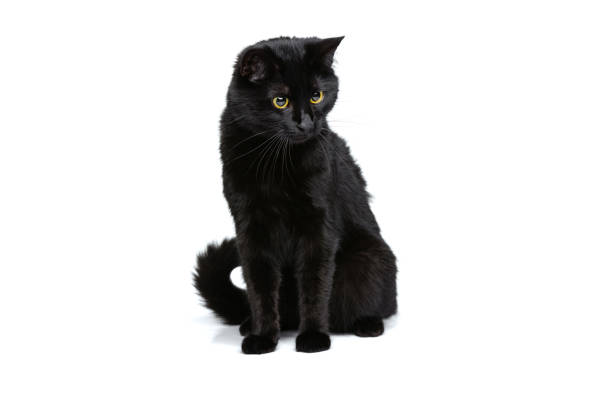 istock Portrait of beautiful graceful black purebred cat sitting on floor isolated on white studio background. Animal life concept 1352257684