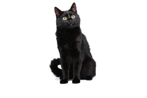 istock Portrait of beautiful graceful Siberian cat sitting on floor isolated on white studio background. Animal life concept 1352257686