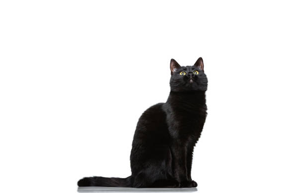 istock Portrait of beautiful graceful black purebred cat sitting on floor isolated on white studio background. Animal life concept 1352257689