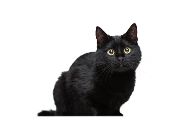 Portrait of beautiful graceful black purebred cat sitting on floor isolated on white studio background. Concept of domestic animal life, pets, friend, love, comfort and care concept. Copy space for ad