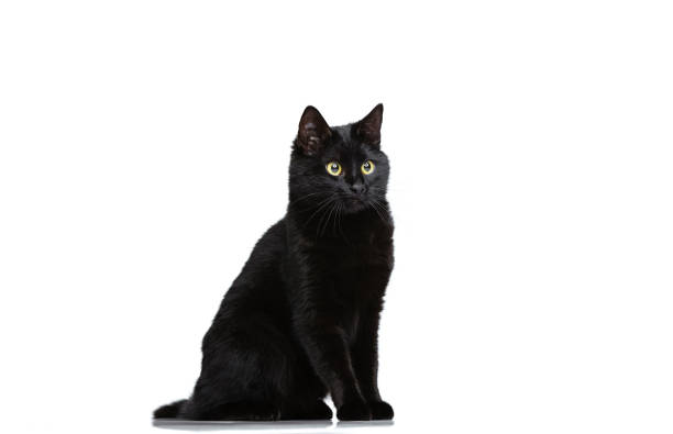 istock Portrait of beautiful graceful black purebred cat sitting on floor isolated on white studio background. Animal life concept 1352257696