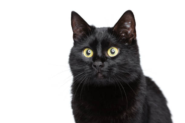 istock Close-up adorable cute black purebred cat with green eyes posing isolated on white studio background. Animal life concept 1352257697