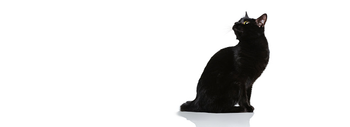 Total black. Portrait of beautiful graceful purebred cat with shiny hair sitting on floor isolated on white background. Concept of domestic animal life, pets, friend, love, comfort and care concept.