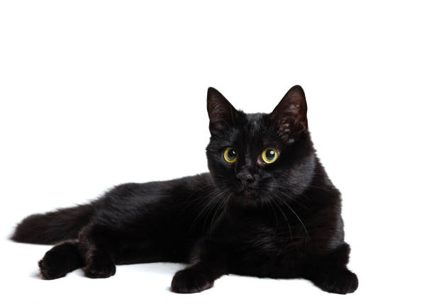 Rest, relax, break time. One beautiful black purebred cat with green eyes lying on floor isolated on white background. Concept of domestic animal life, pets, friend, love, comfort and care concept.