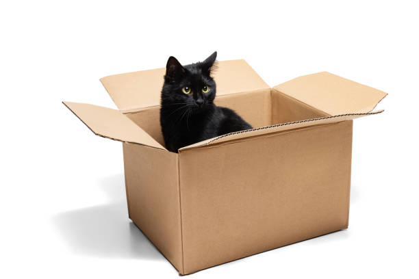 Cat Box Pictures | Download Free Images on Unsplash