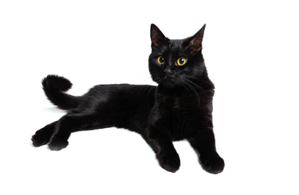 istock One beautiful black purebred cat with green eyes lying on floor isolated on white studio background. Animal life concept 1352257739