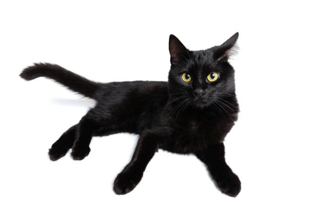istock One beautiful black purebred cat with green eyes lying on floor isolated on white studio background. Animal life concept 1352257742