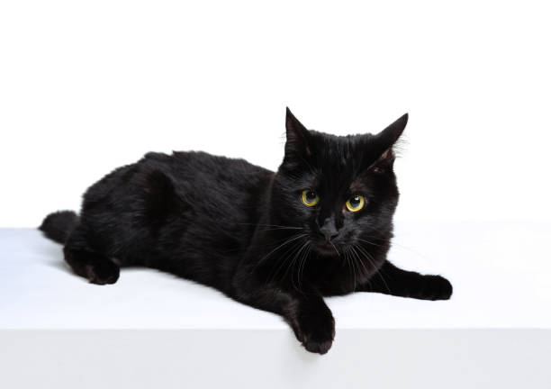 istock One beautiful black purebred cat with green eyes lying on floor isolated on white studio background. Animal life concept 1352257744