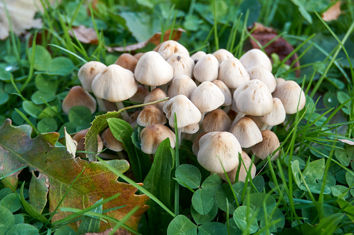close up of brown mushrooms with green clover leaves