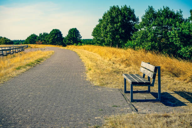 Bench next to a path and a field in summer.