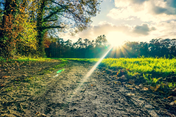 A road through an autumnal forest and field.
