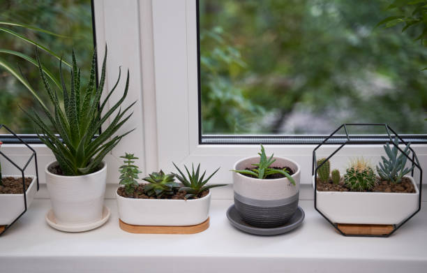 istock Home green plants on the window sill 1352259248
