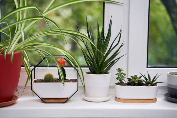 istock Home green plants on the window sill 1352259305