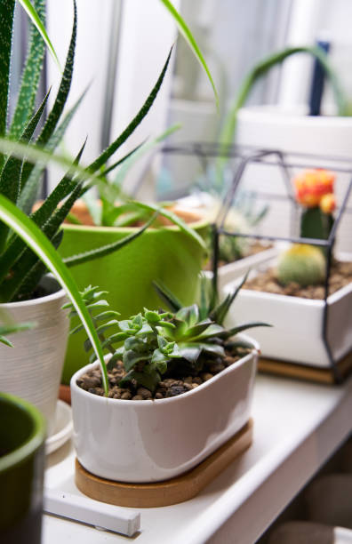 istock Home green plants on the window sill 1352259420