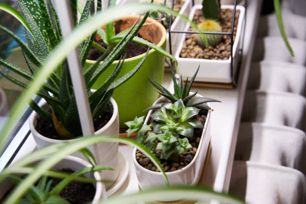 istock Home green plants on the window sill 1352259445