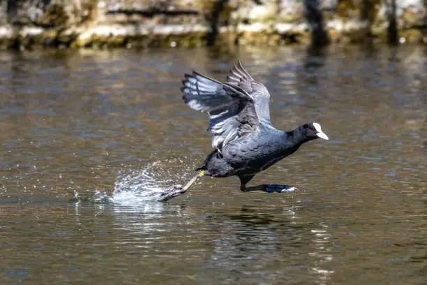 Eurasian coot, Fulica atra chasing each other by running across the water. Also known as the common coot, or Australian coot, is a member of the bird family, the Rallidae.